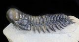 Large, Crotalocephalina Trilobite - Excellent Specimen #41820-2
